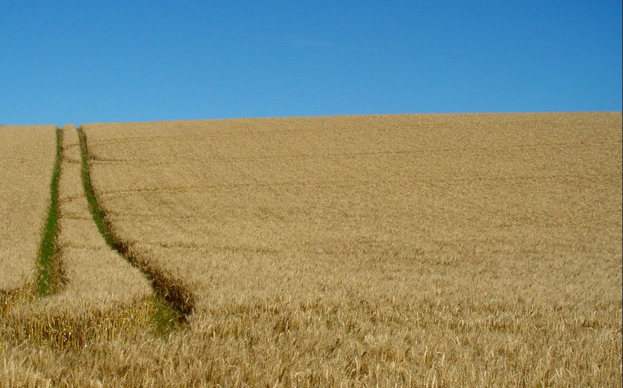 Wheat fields Canterbury